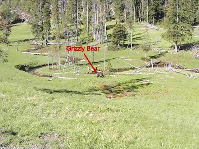 Grizzley bear - by stream.jpg - There is a Grizzly Bear down by the stream.  A lot of people have stopped to watch him, but he seems to be ignoring us.